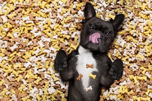 Dog in treats